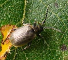 Attēlu rezultāti vaicājumam “Lochmaea caprea”