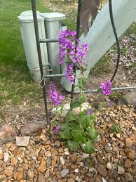 Attēlu rezultāti vaicājumam “Lunaria annua flower”