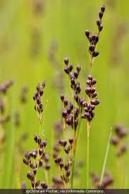 Attēlu rezultāti vaicājumam “Juncus gerardii bud”