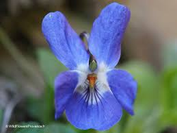 Attēlu rezultāti vaicājumam “Viola hirta”