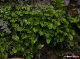 Attēlu rezultāti vaicājumam “Jungermannia leiantha”