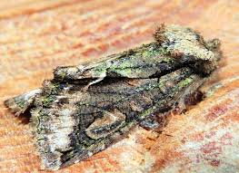 Attēlu rezultāti vaicājumam “Allophyes oxyacanthae”