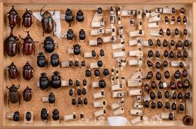 Attēlu rezultāti vaicājumam “Enochrus affinis”