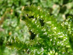 Attēlu rezultāti vaicājumam “Plagiothecium sp.”