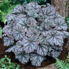 Image result for Heuchera `Swirling Fantasy`