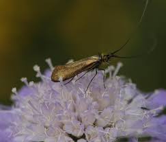 Attēlu rezultāti vaicājumam “Nemophora metallica”