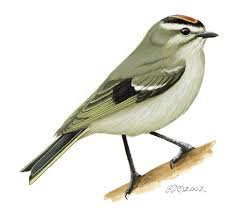 Attēlu rezultāti vaicājumam “Regulus regulus adult”