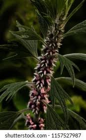 Attēlu rezultāti vaicājumam “Leonurus quinquelobatus flower”