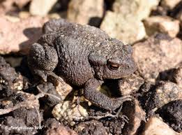 Attēlu rezultāti vaicājumam “Bufo bufo juvenile”