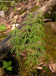 Attēlu rezultāti vaicājumam “Equisetum sylvaticum”
