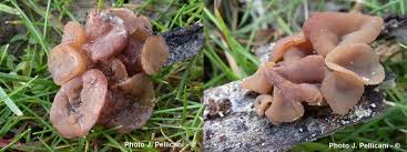 Attēlu rezultāti vaicājumam “Neobulgaria pura”