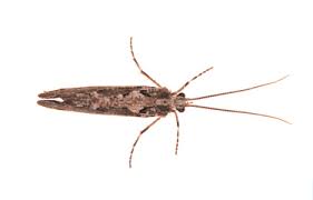 Attēlu rezultāti vaicājumam “Phryganeidae”