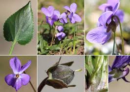 Attēlu rezultāti vaicājumam “Viola hirta”