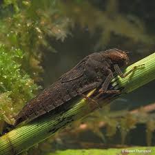 Attēlu rezultāti vaicājumam “Brachytron pratense”