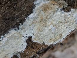 Attēlu rezultāti vaicājumam “Ceriporia viridans”