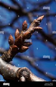 Attēlu rezultāti vaicājumam “Cerasus bud”