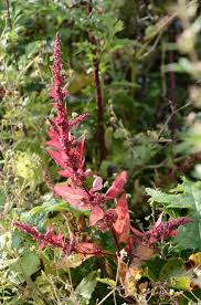 Image result for Atriplex hortensis