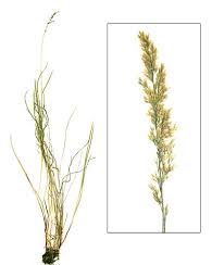 Attēlu rezultāti vaicājumam “Agrostis stolonifera subsp. straminea”