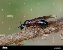 Attēlu rezultāti vaicājumam “Formica rufa”