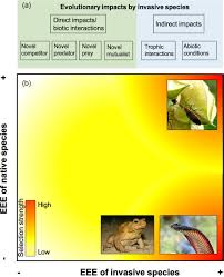 Attēlu rezultāti vaicājumam “Vacciniina optilete underside”
