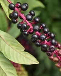 Attēlu rezultāti vaicājumam “Phytolaccaceae”