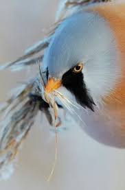 Attēlu rezultāti vaicājumam “Panurus biarmicus male”