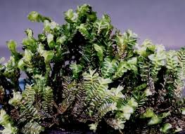 Attēlu rezultāti vaicājumam “Plagiochila porelloides”