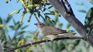 Attēlu rezultāti vaicājumam “Sylvia borin adult”