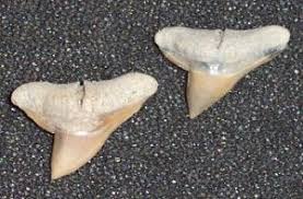 Image result for Sphyrna media