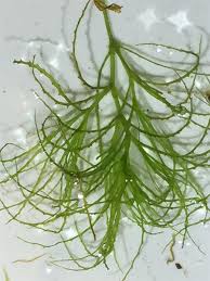 Attēlu rezultāti vaicājumam “Najas minor”