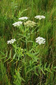 Attēlu rezultāti vaicājumam “Sium latifolium”