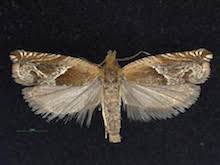 Attēlu rezultāti vaicājumam “Tortricidae”