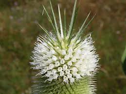 Image result for Dipsacus laciniatus