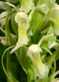 Attēlu rezultāti vaicājumam “Dactylorhiza ochroleuca flower”