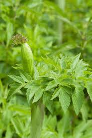 Attēlu rezultāti vaicājumam “Angelica palustris”