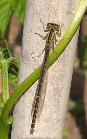Attēlu rezultāti vaicājumam “Enallagma cyathigerum female”