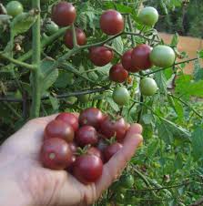 Afbeeldingsresultaat voor black cherry tomato