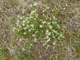 Attēlu rezultāti vaicājumam “Scleranthus perennis flower”