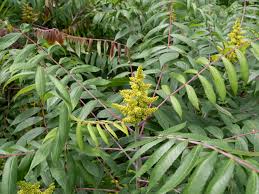 Attēlu rezultāti vaicājumam “Rhus typhina leaf”