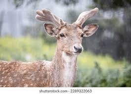 Attēlu rezultāti vaicājumam “Dama dama”