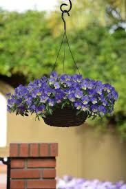 Image result for Viola x wittrockiana `Hiemalis`