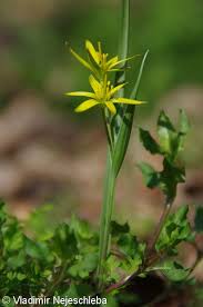 Attēlu rezultāti vaicājumam “Gagea pratensis flower”
