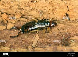 Attēlu rezultāti vaicājumam “Forficula auricularia male”