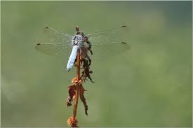 Attēlu rezultāti vaicājumam “Orthetrum brunneum”