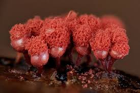 Attēlu rezultāti vaicājumam “Arcyria stipata macro”