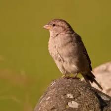 Attēlu rezultāti vaicājumam “Passer domesticus juvenile”