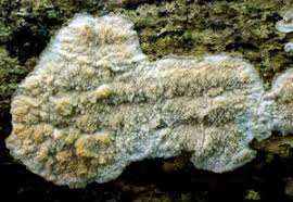 Attēlu rezultāti vaicājumam “Phlebia rufa”