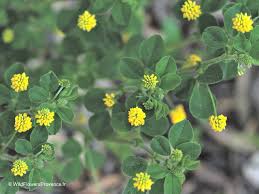 Attēlu rezultāti vaicājumam “Medicago lupulina”