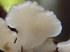 Attēlu rezultāti vaicājumam “Pseudohydnum gelatinosum”