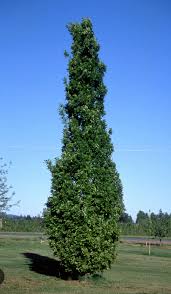 Attēlu rezultāti vaicājumam “Quercus robur Fastigiata”